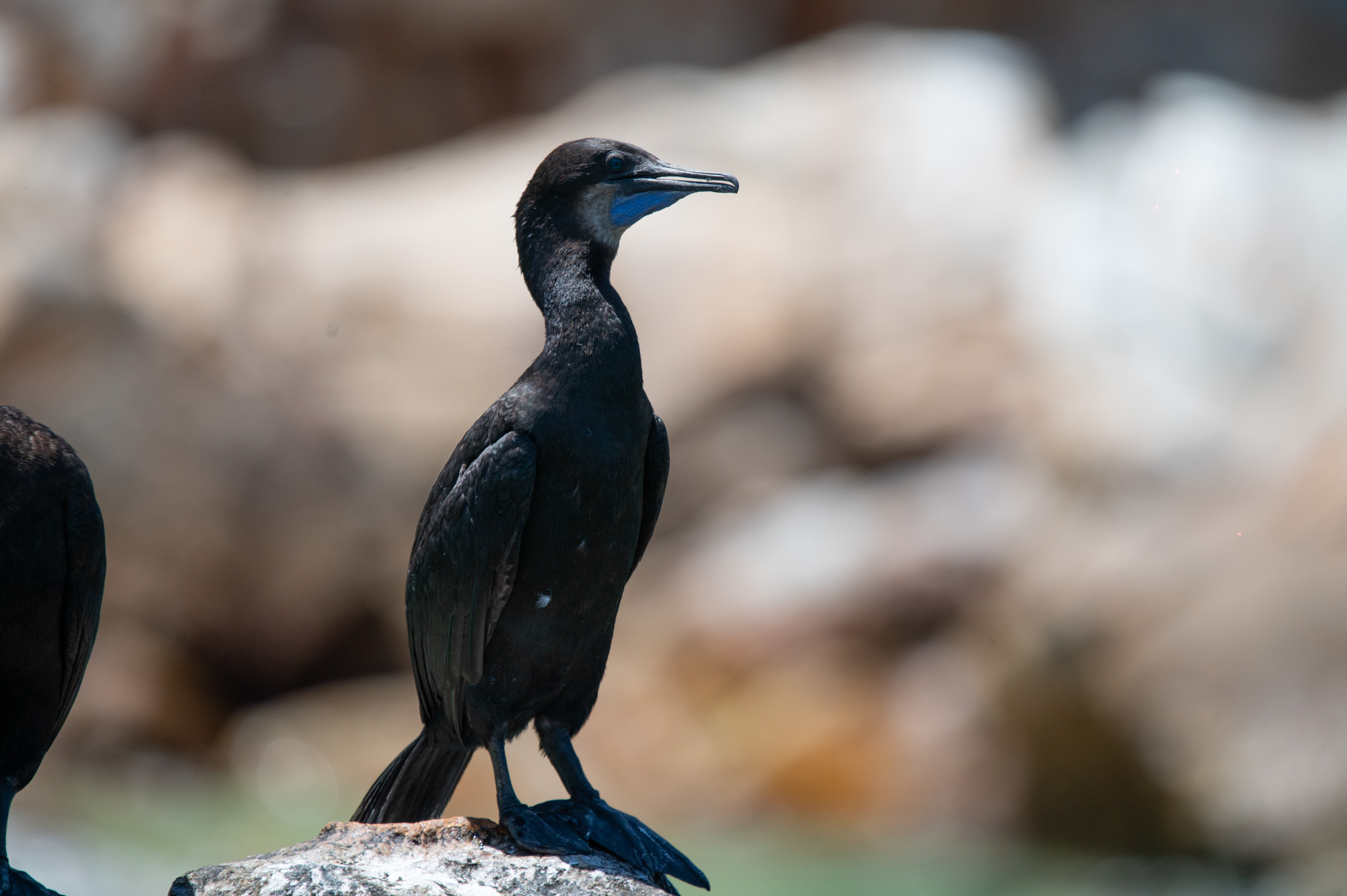 A seabird perched on the Baja coast