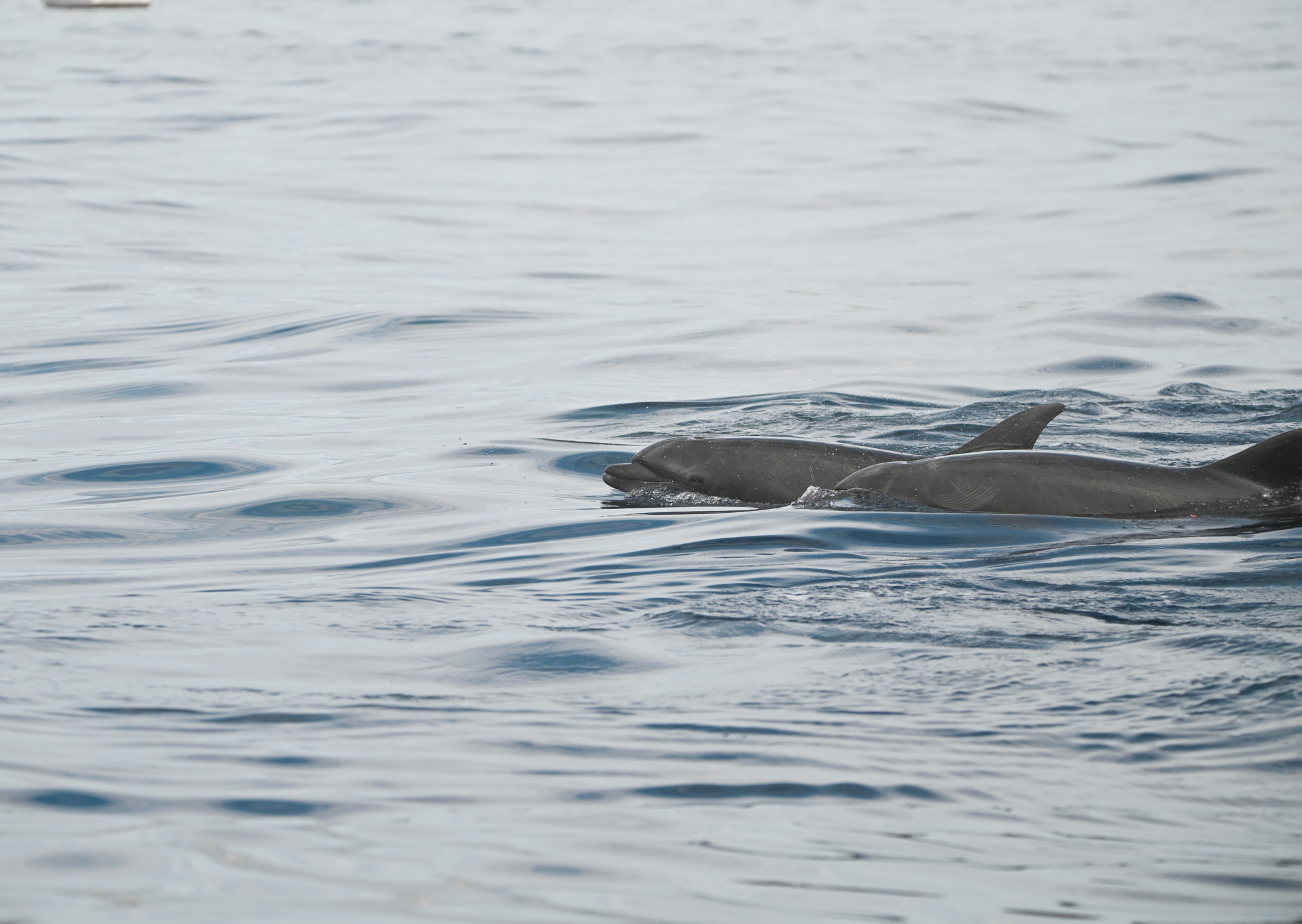 Dolphins surfacing in calm blue water