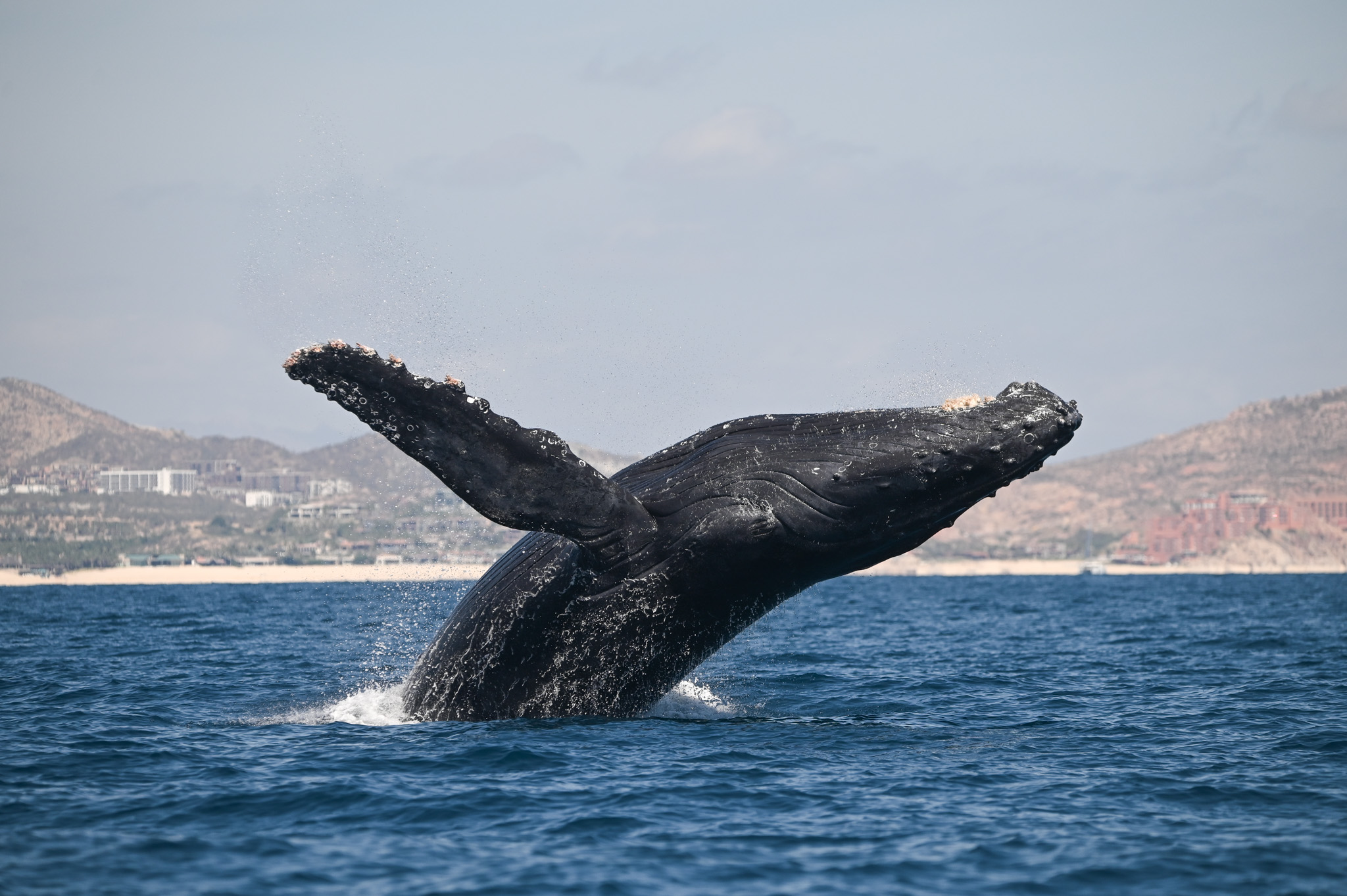 Humpback whale breaching in the blue waters of Baja California