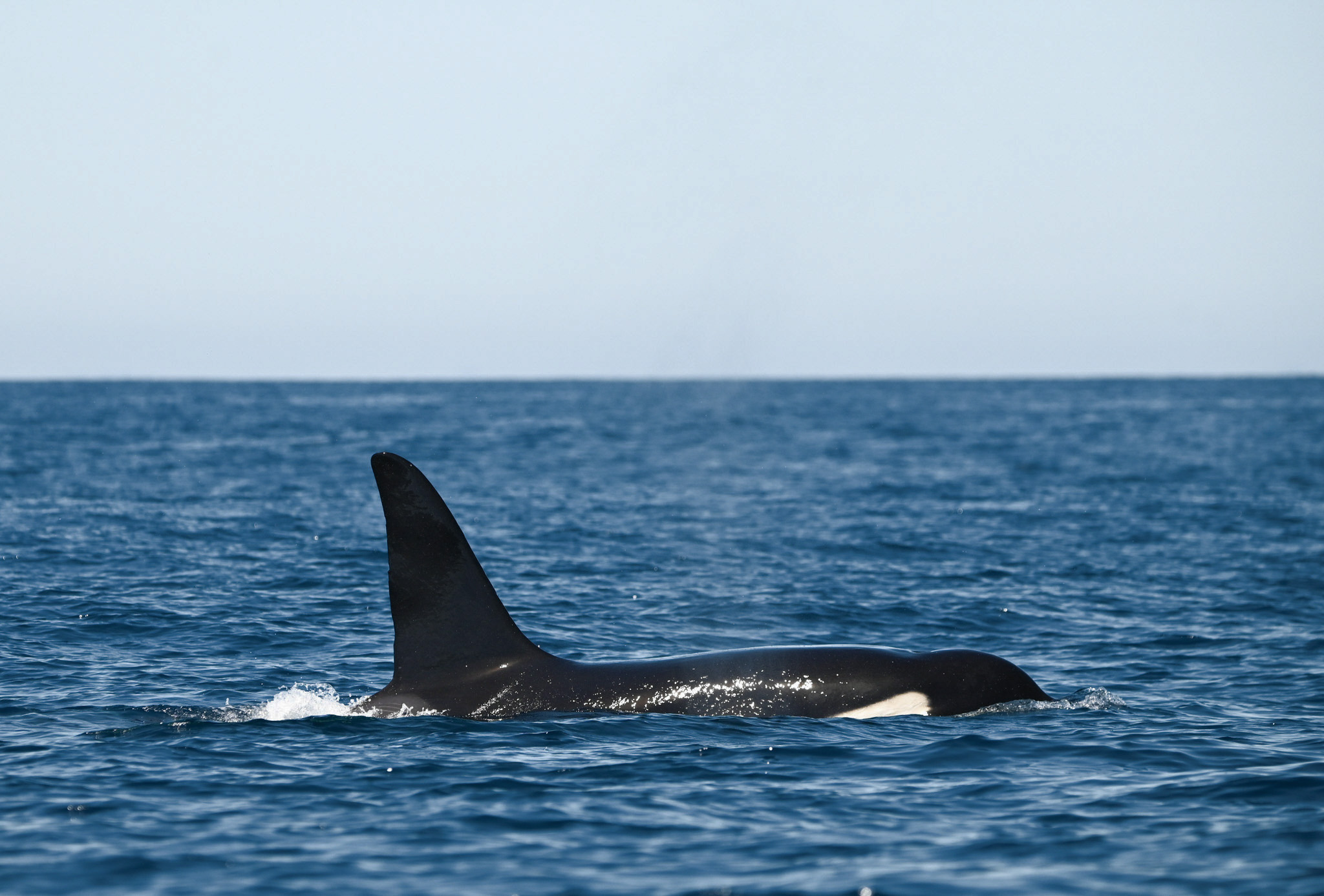 Orca moving through the deep blue Pacific