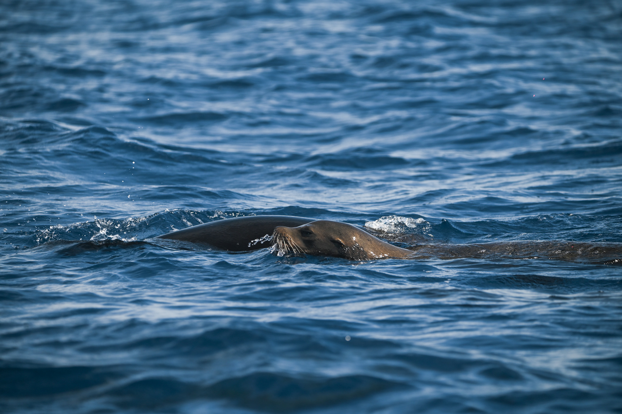 Sea lion swimming at the ocean surface